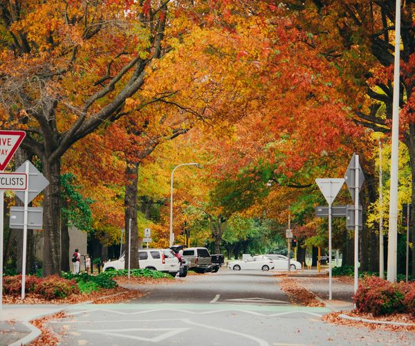 A Christchurch street lined with trees in autumn colour