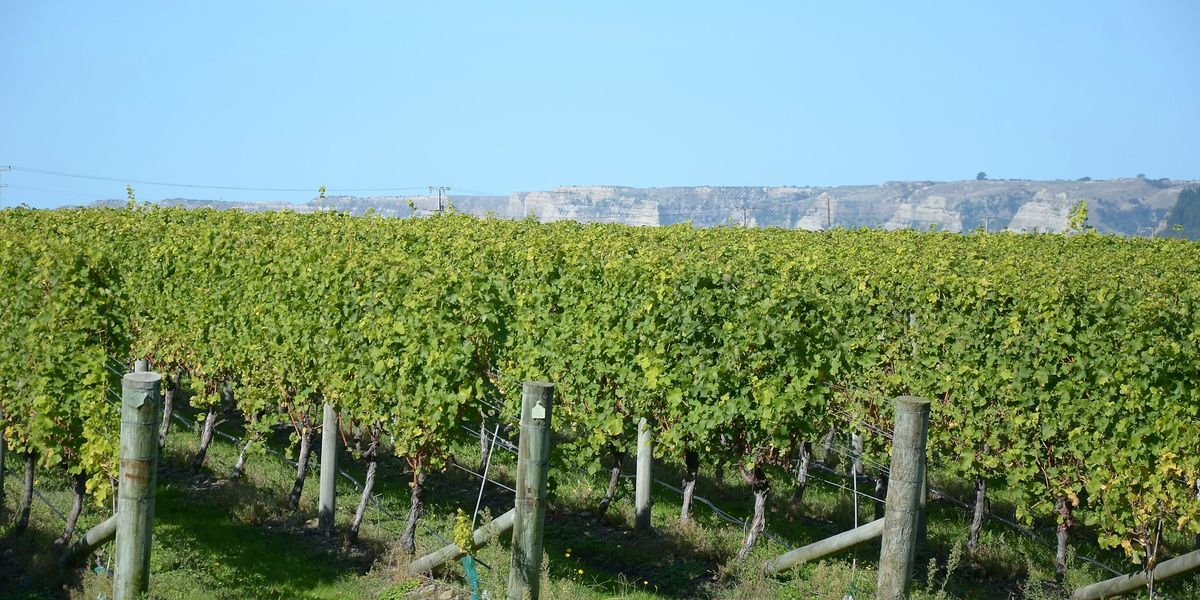 Rows of grape vines in a Hawke's Bay vineyard with hills in the distance