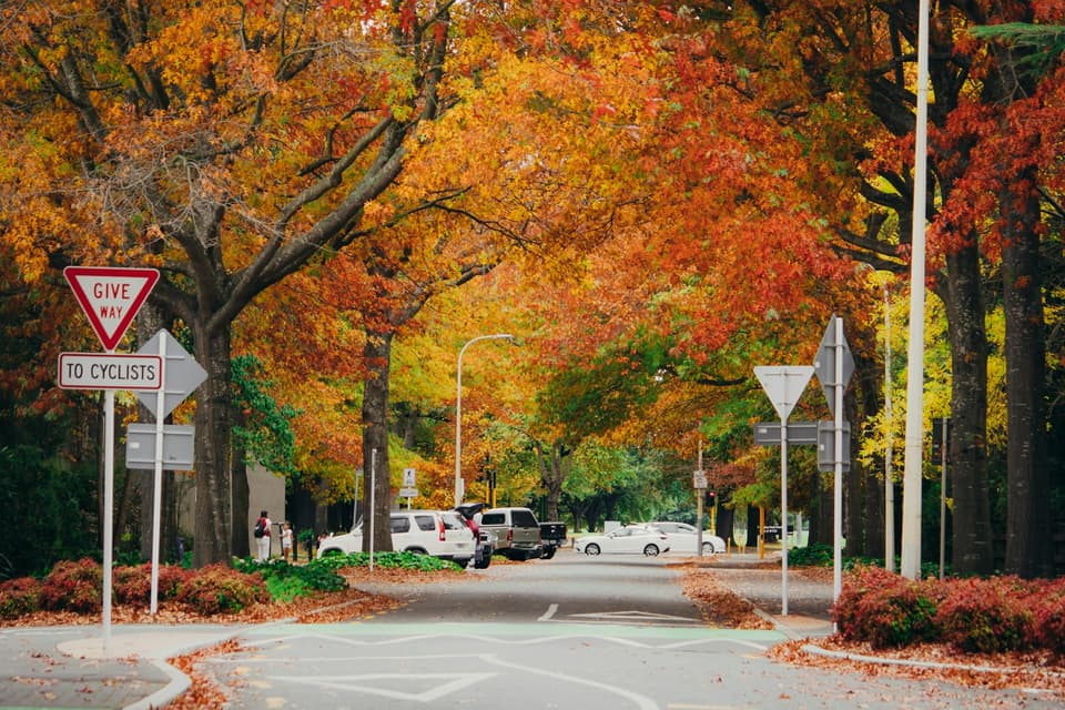 A Christchurch street lined with trees in autumn colour